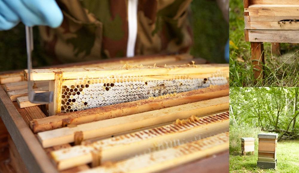 A great day with nature collecting honey
