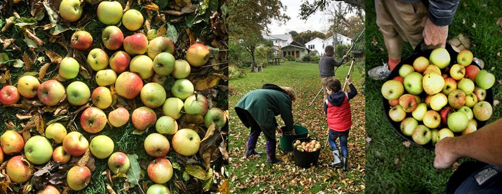 Apple pressing to make apple juice